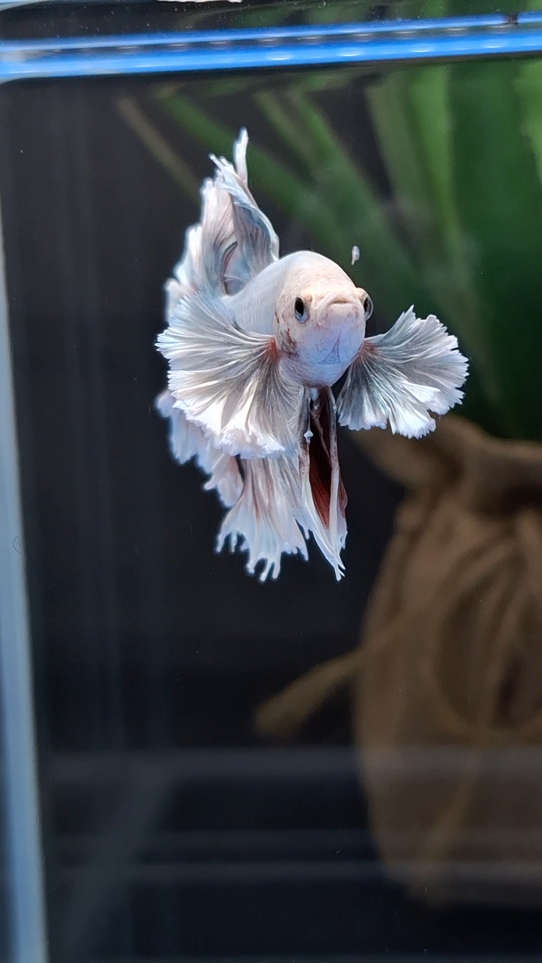 Halfmoon King Feathertail Dumbo Ear Dragon Rose Gold Aurora Rare Betta Fish Male
