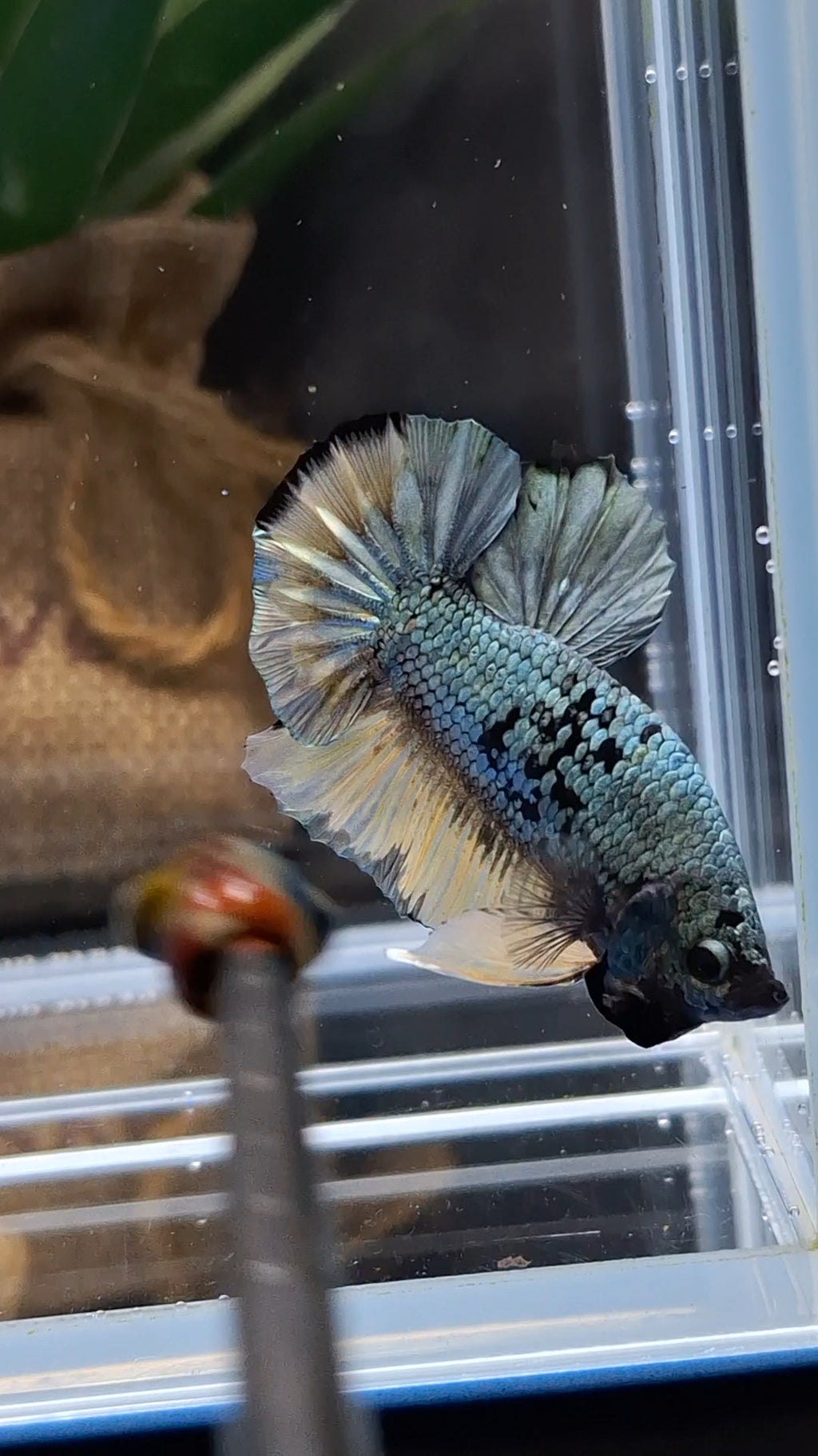 Avatar Copper Yellow Plakat HMPK Betta Fish Male