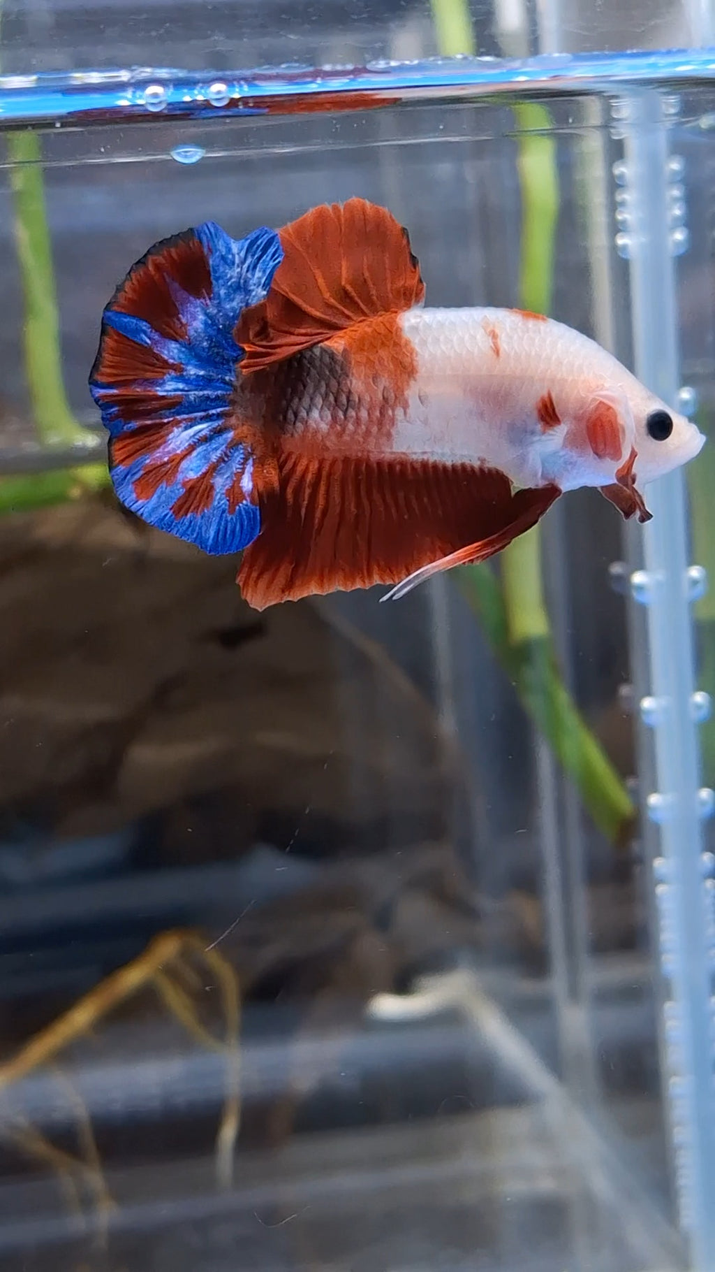 Unique Color AOC Rare Plakat HMPK Betta Fish Male