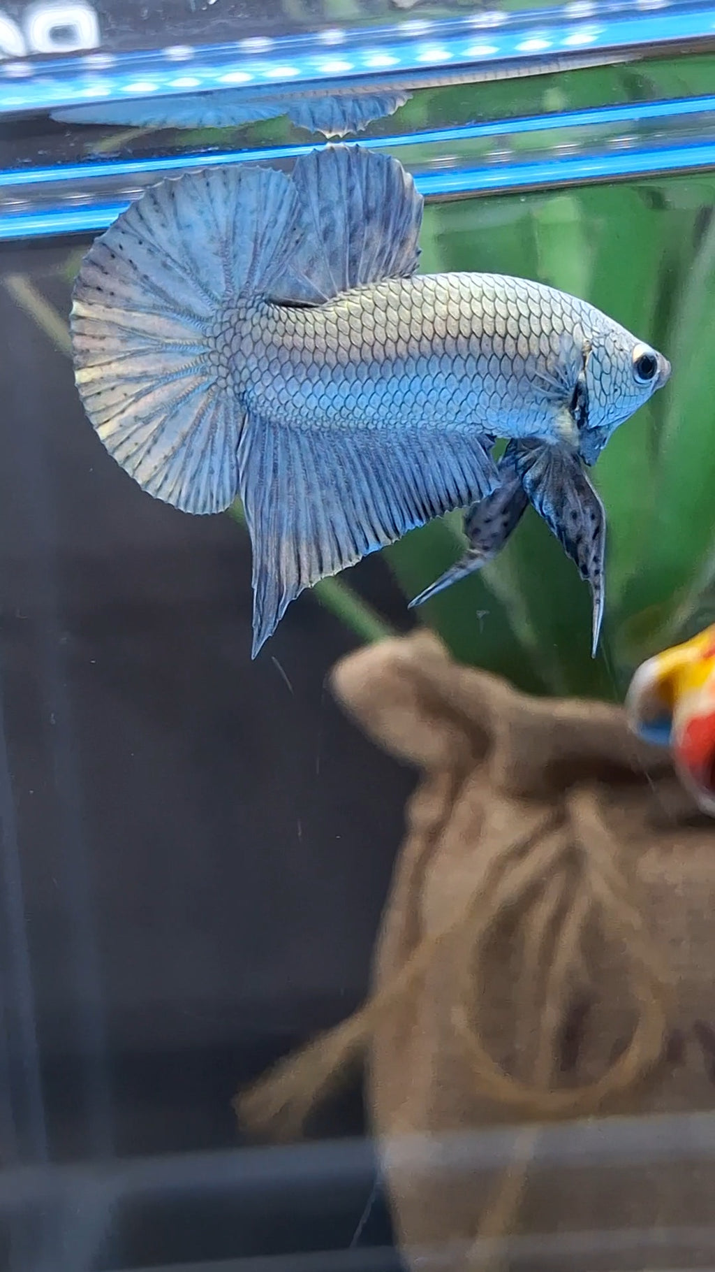 Copper Solid Premium Plakat HMPK Betta Fish