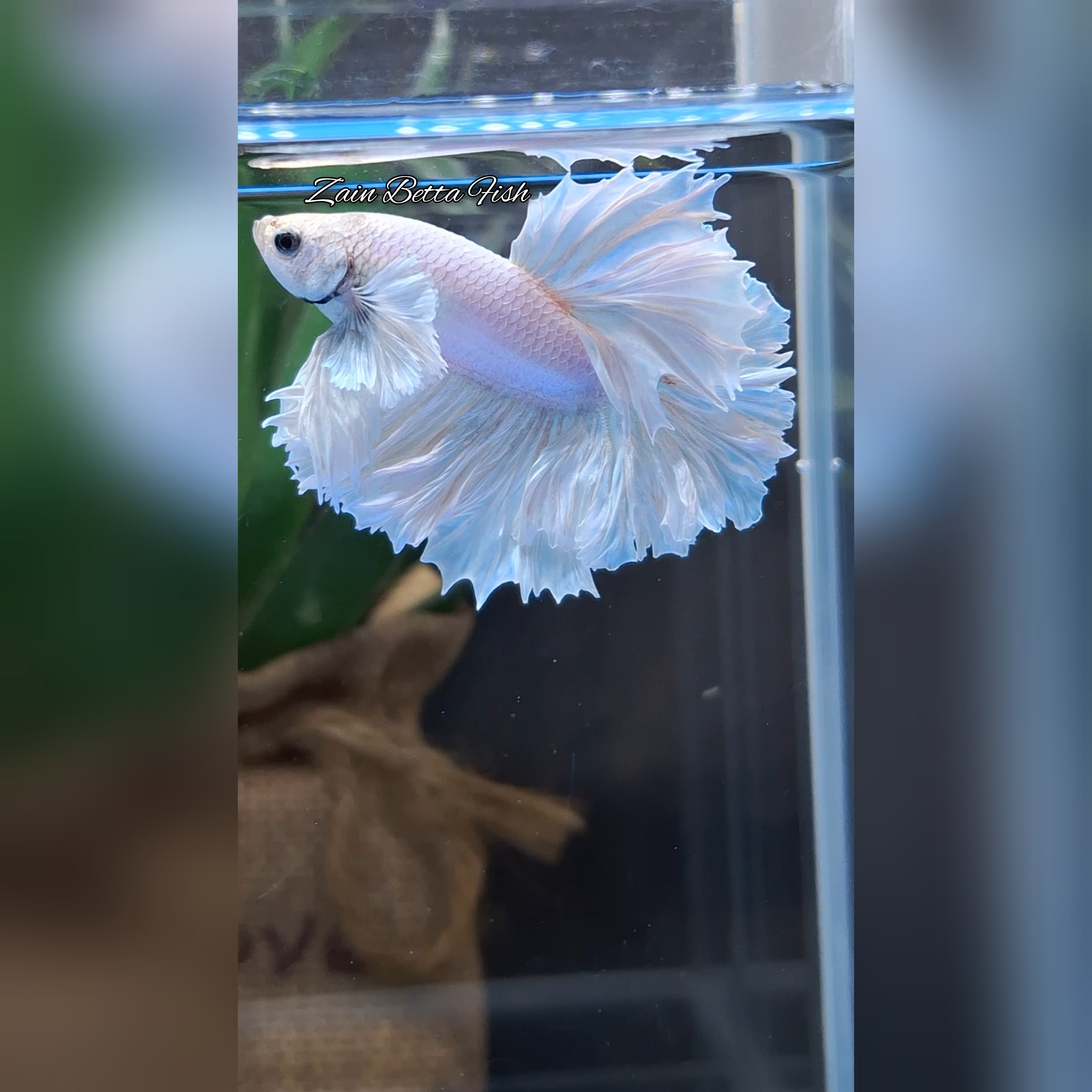 King Feathertail Dumbo Ear White Unicorn Rare Premium Betta Fish Male