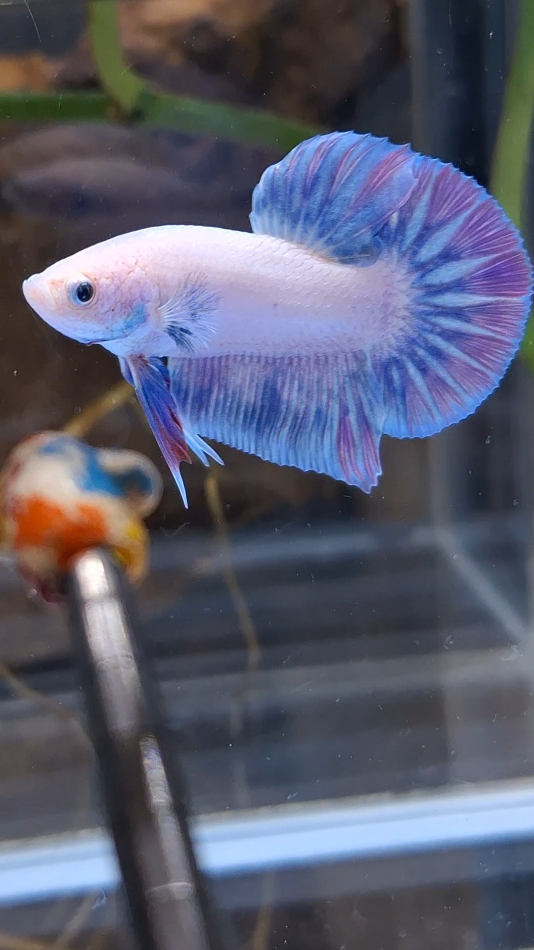 Hologram Aurora Pink Purple Plakat HMPK Rare Betta Fish Male