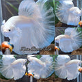 Over Halfmoon White Platinum Betta Fish Male