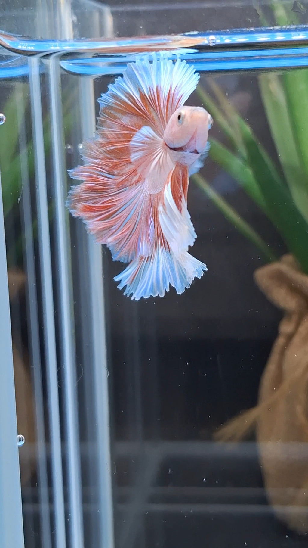 Halfmoon Feathertail Pink Aurora Betta Fish Male