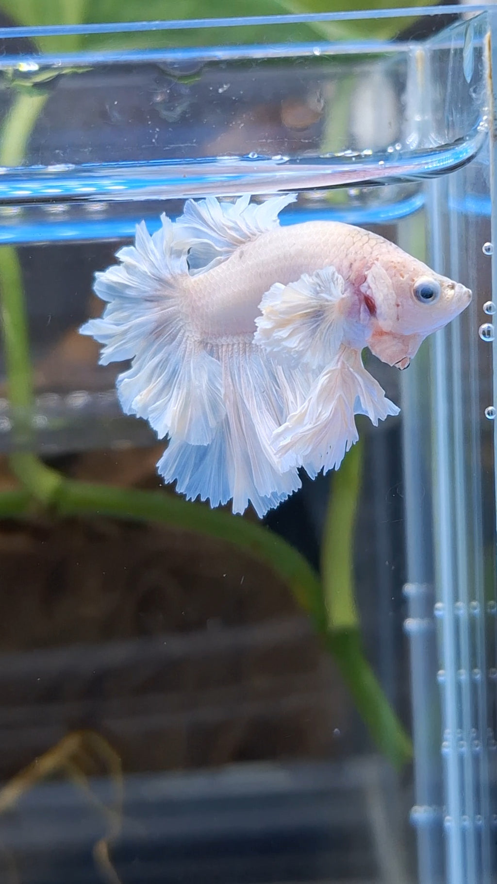 Junior King Feathertail Dumbo Rose Ear White Unicorn Rare Betta Fish Male