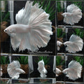 OHM Halfmoon White Platinum Opaque Betta Fish Male