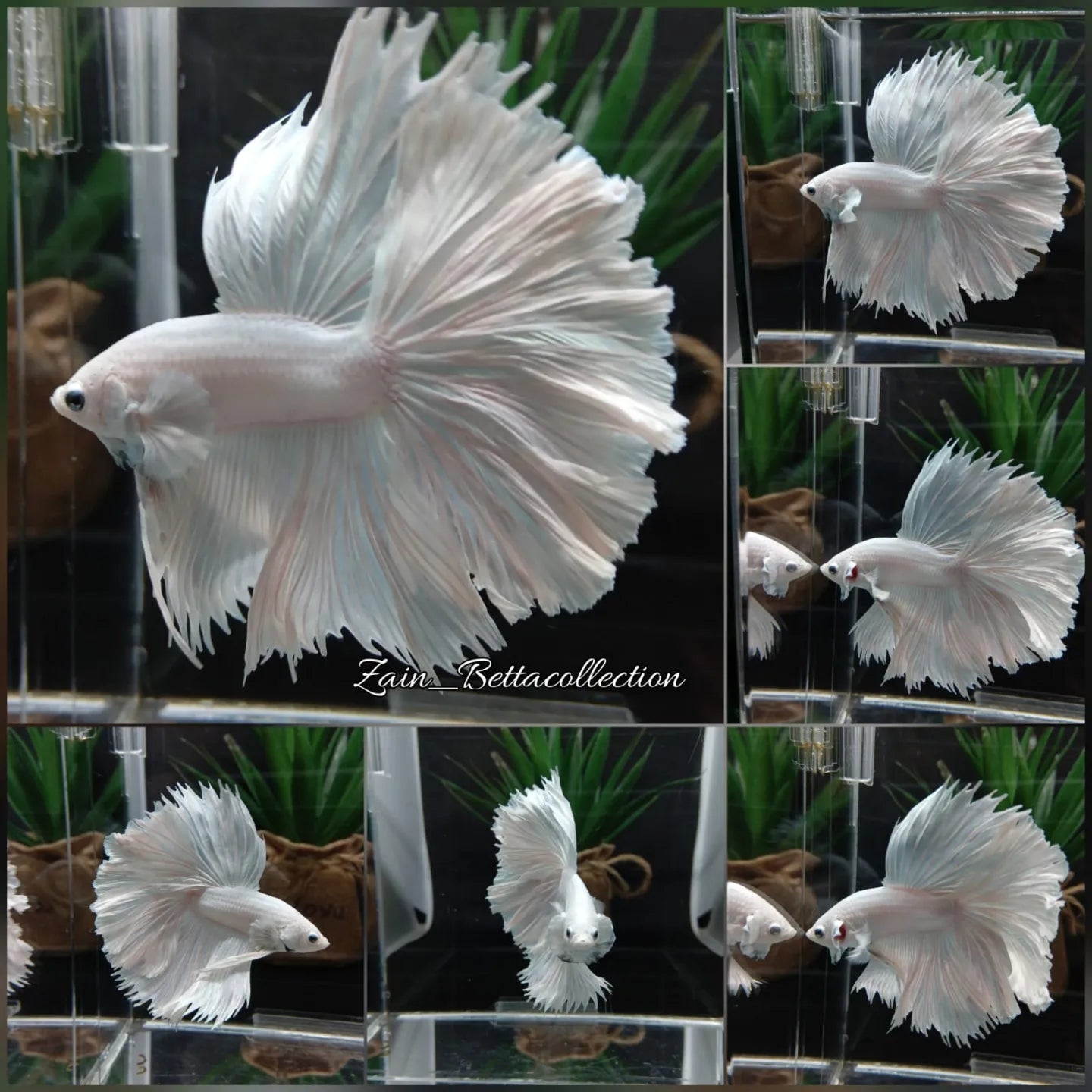 OHM Halfmoon White Platinum Opaque Betta Fish Male