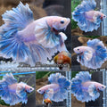 Dumbo Rose Ear Halfmoon King Feathertail Blue Sky Premium Betta Fish Male