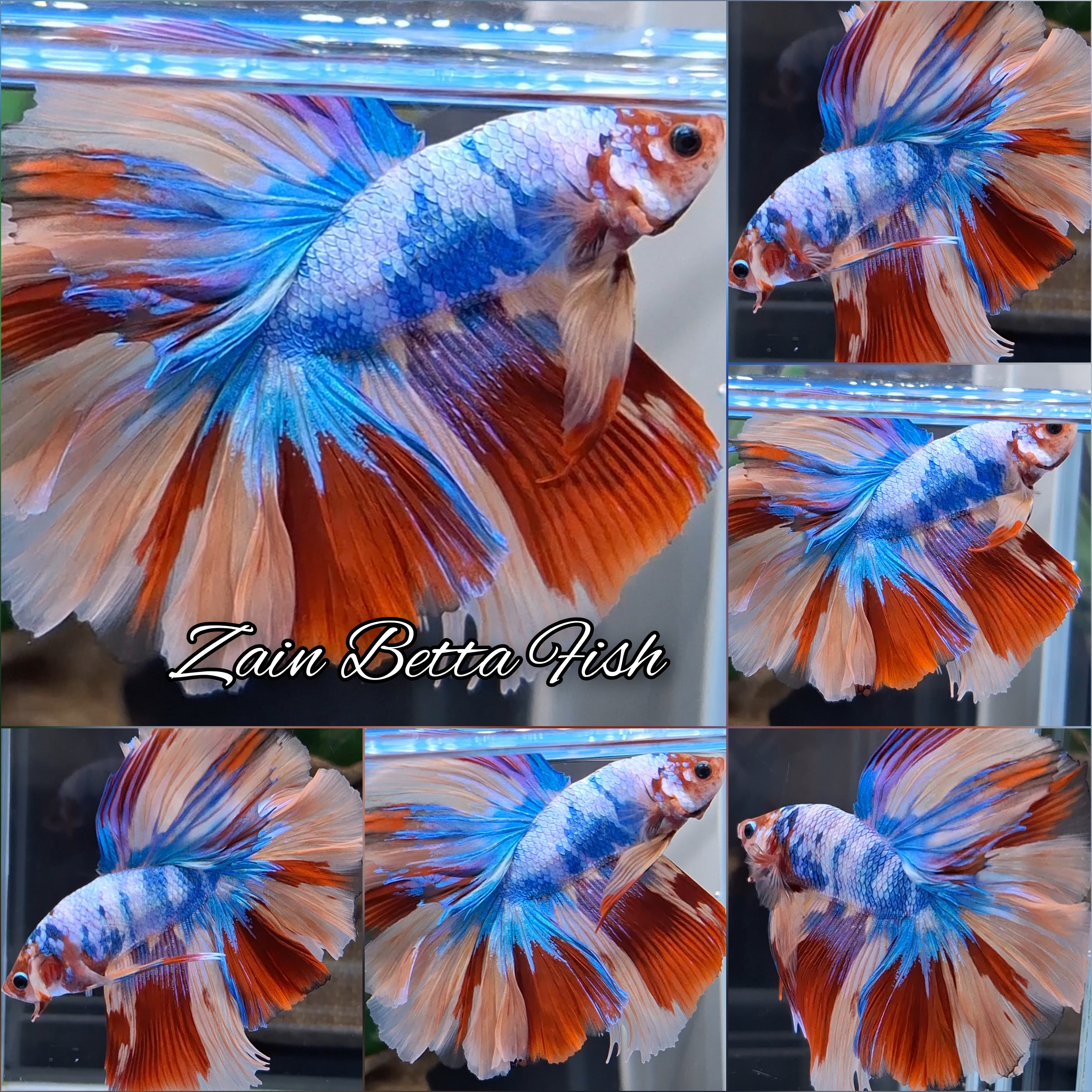 Halfmoon Rosetail Rainbow Candy Koi Nemo Fire Betta Fish Male