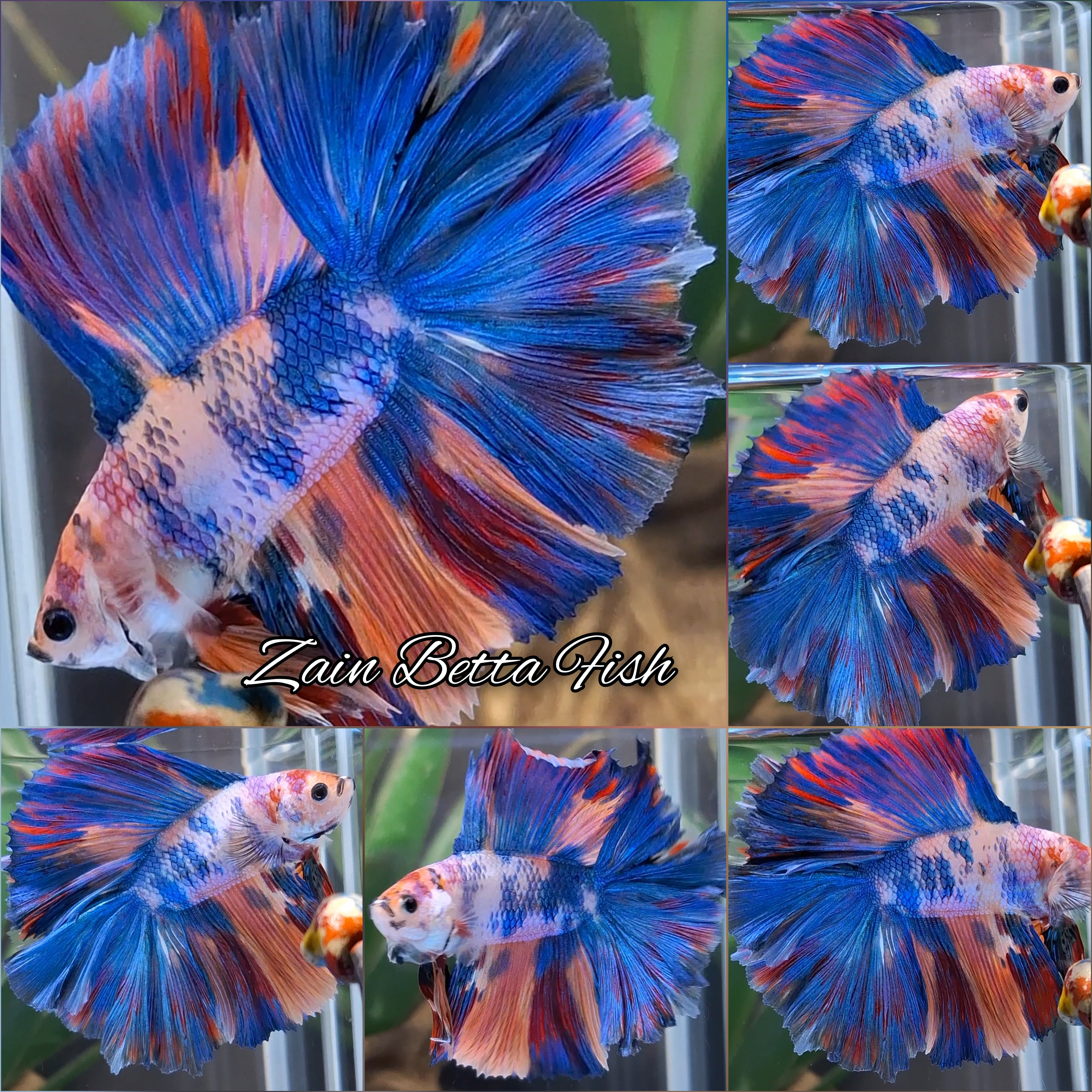 Double Tail Over Halfmoon Rosetail Rainbow Candy Betta Fish Male