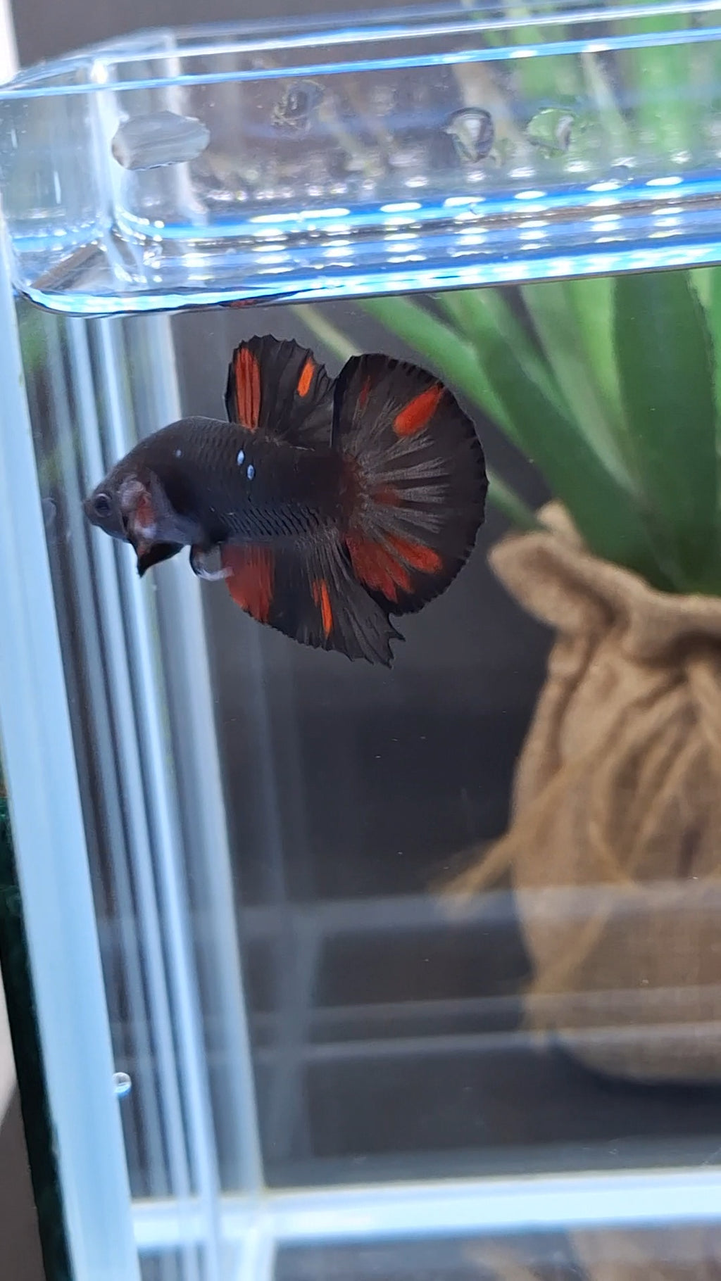 Avatar Black Red Vampire Fire Plakat HMPK Betta Fish Male