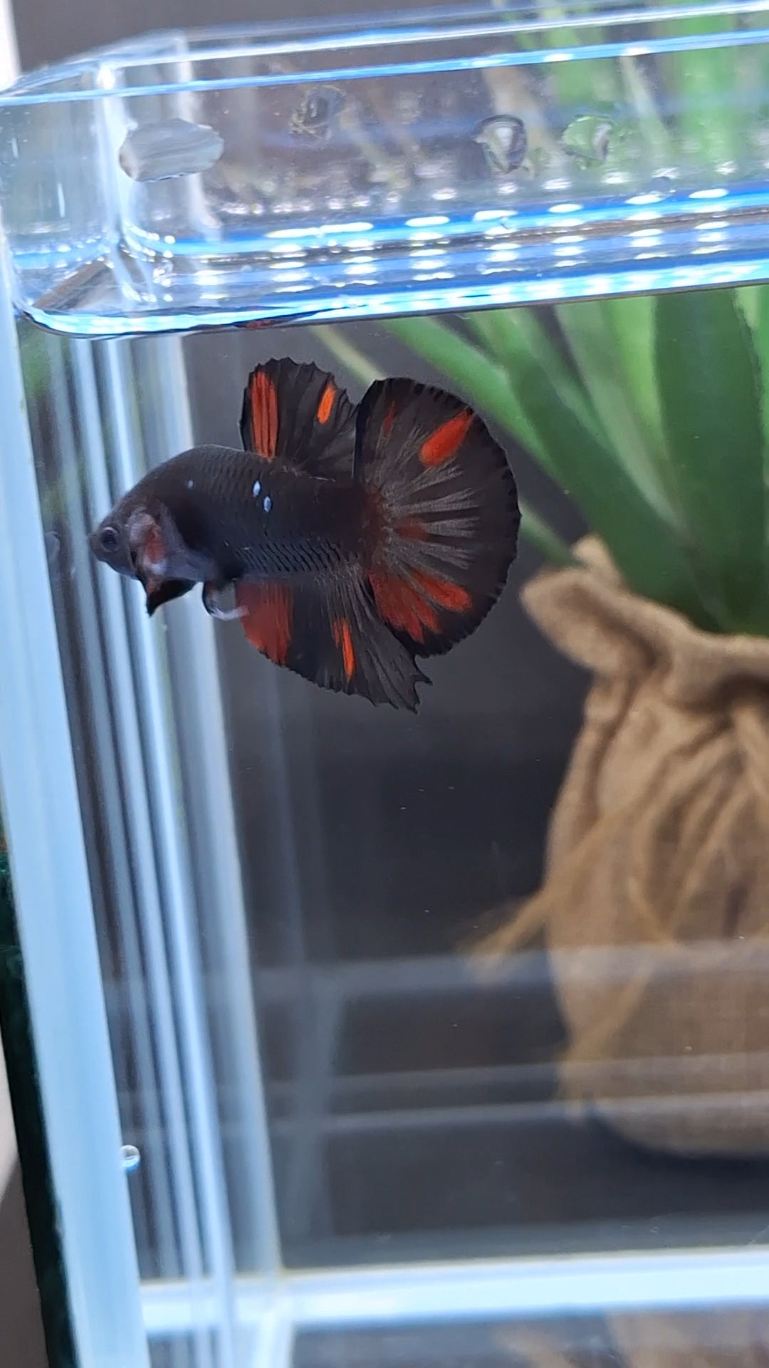 Avatar Black Red Vampire Fire Plakat HMPK Betta Fish Male