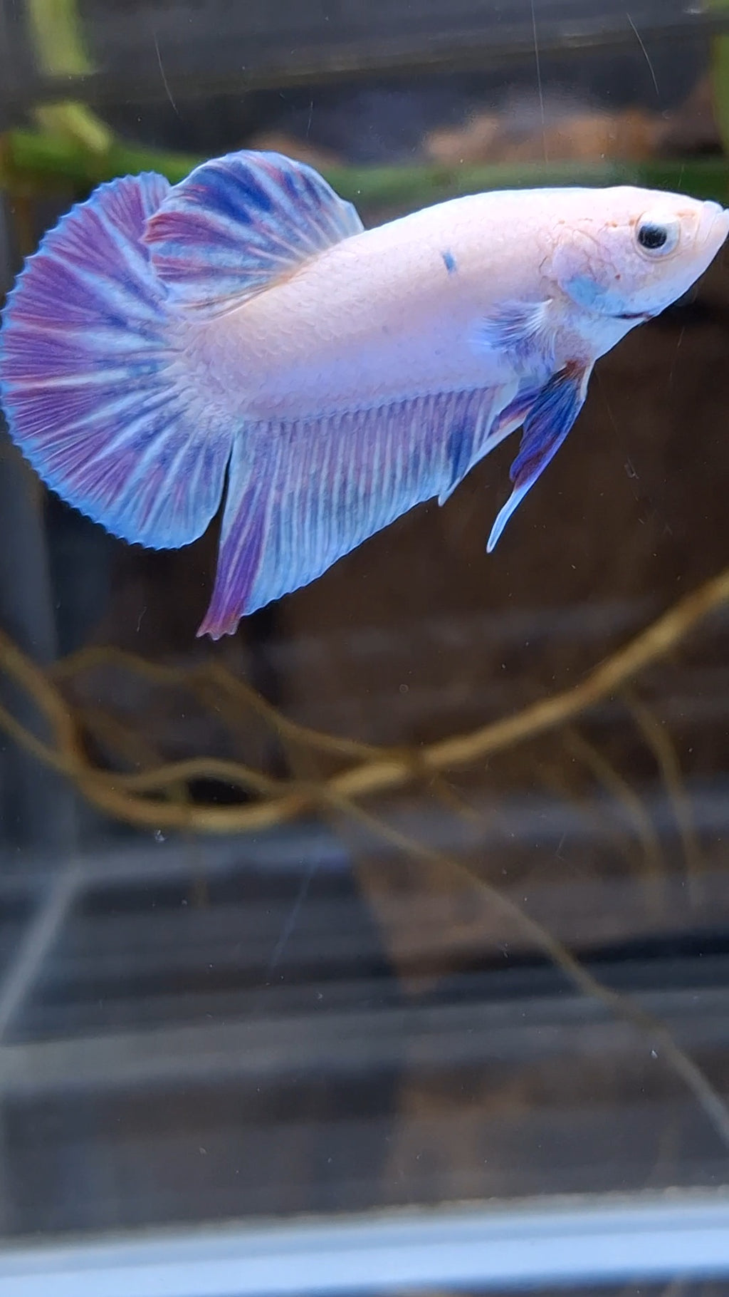 Hologram Aurora Pink Purple Plakat HMPK Rare Betta Fish Male