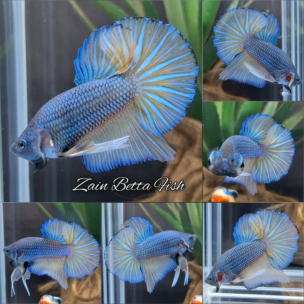 Mustard Gas Big Tail HMPK Betta Fish Male