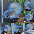 Mustard Gas Big Tail HMPK Betta Fish Male