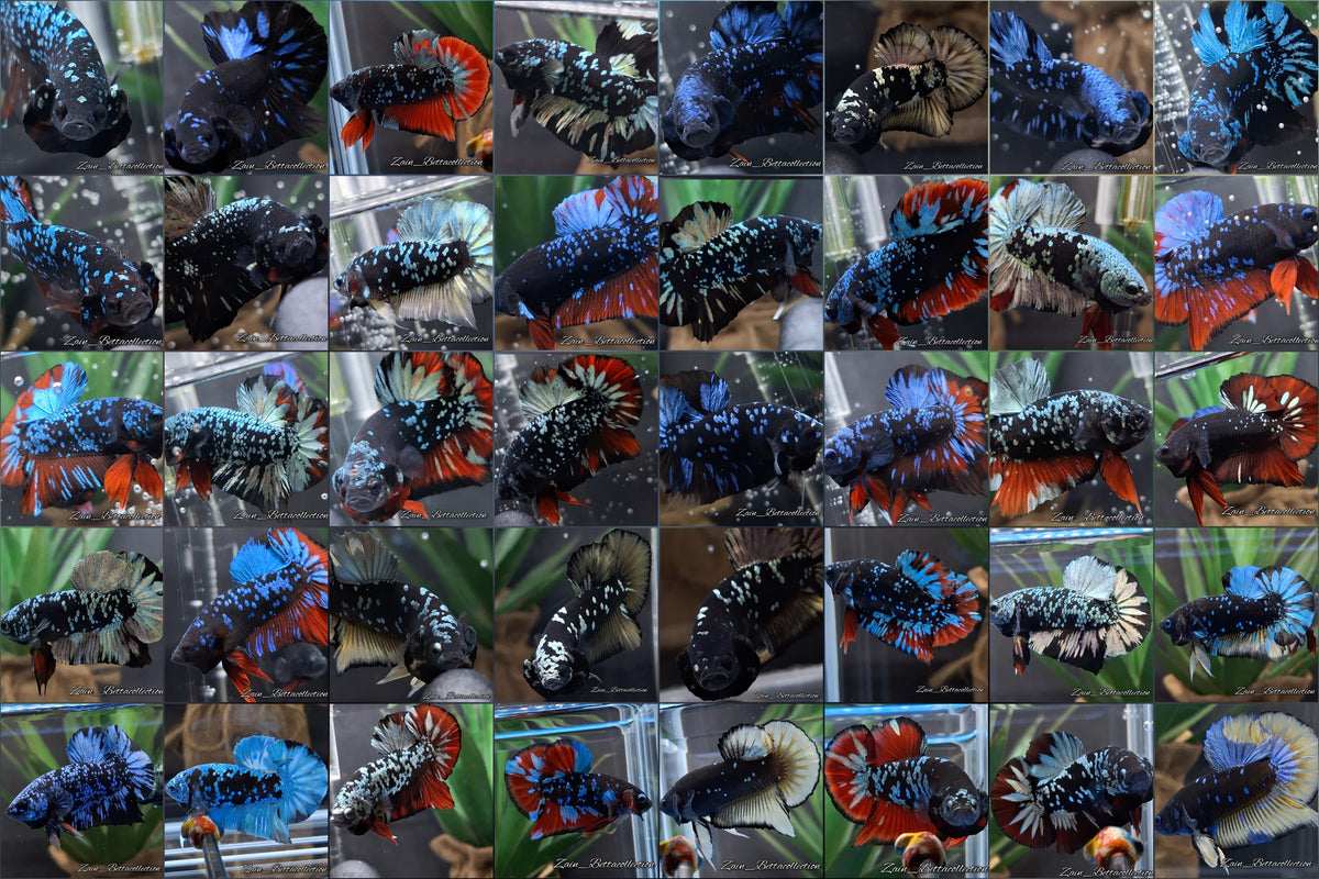 Avatar Series Wholesale 50 Fish Random Color Plakat HMPK Betta Fish Male