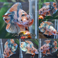 Luxury Double Tail Gold Copper Variant HMPK Betta Fish Male