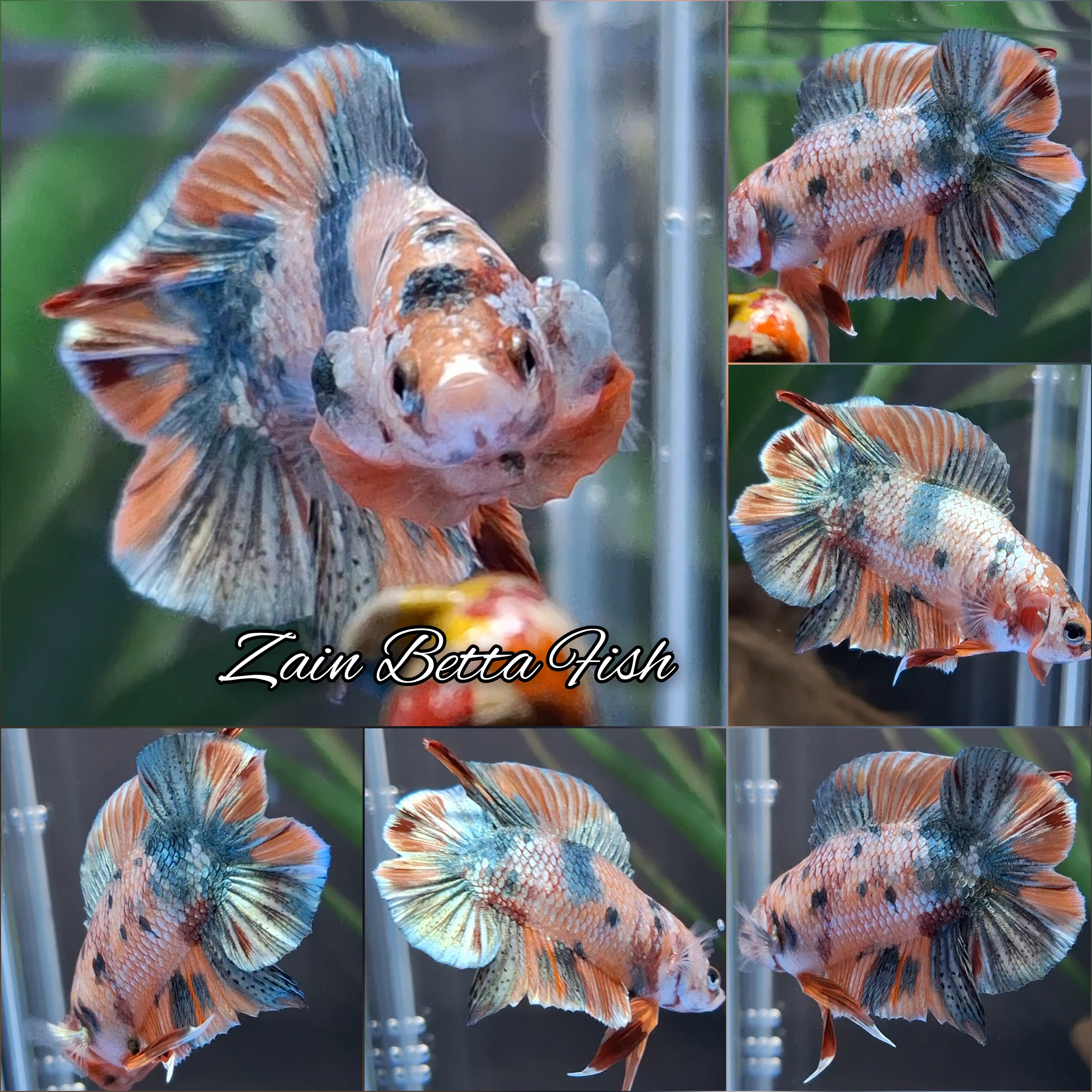 Luxury Double Tail Gold Copper Variant HMPK Betta Fish Male