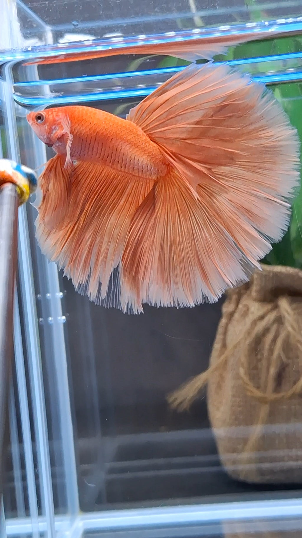 Over Halfmoon Orange Solid Premium Betta Fish Male