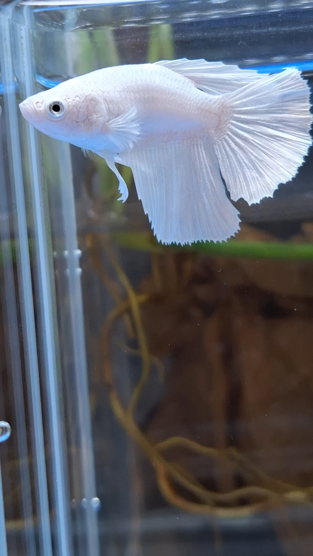 Halfmoon White Platinum Female Betta Fish For Sorority / Breed