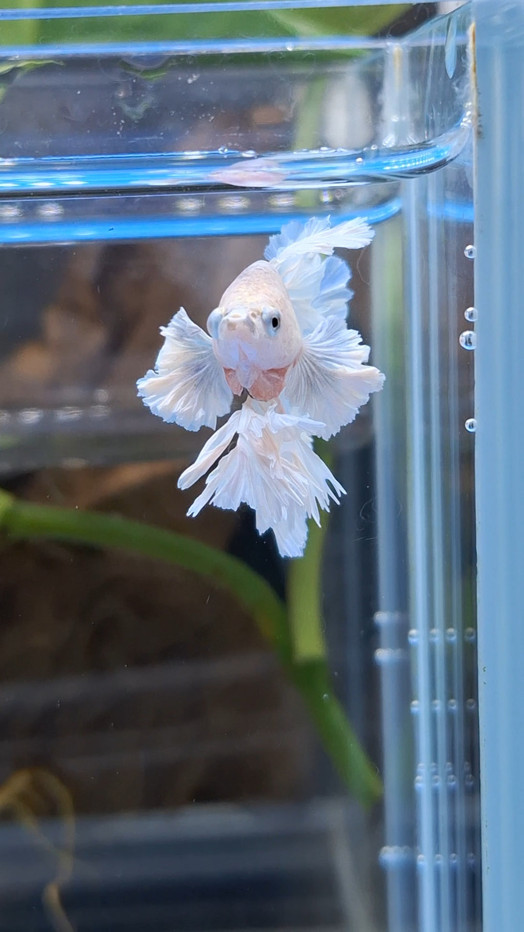 Junior King Feathertail Dumbo Rose Ear White Unicorn Rare Betta Fish Male
