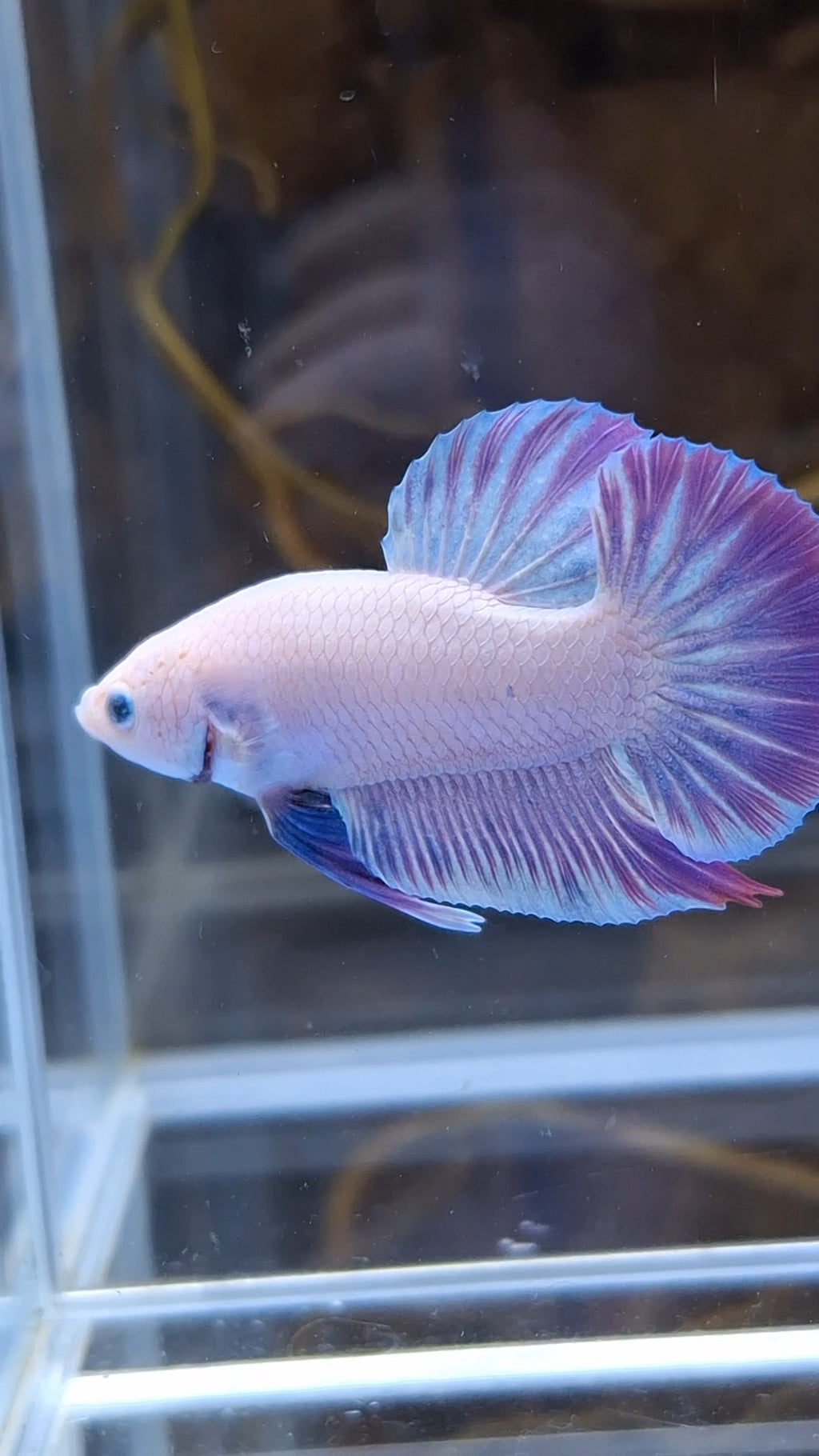 Hologram Aurora Pink Purple Plakat HMPK Rare Betta Fish Male