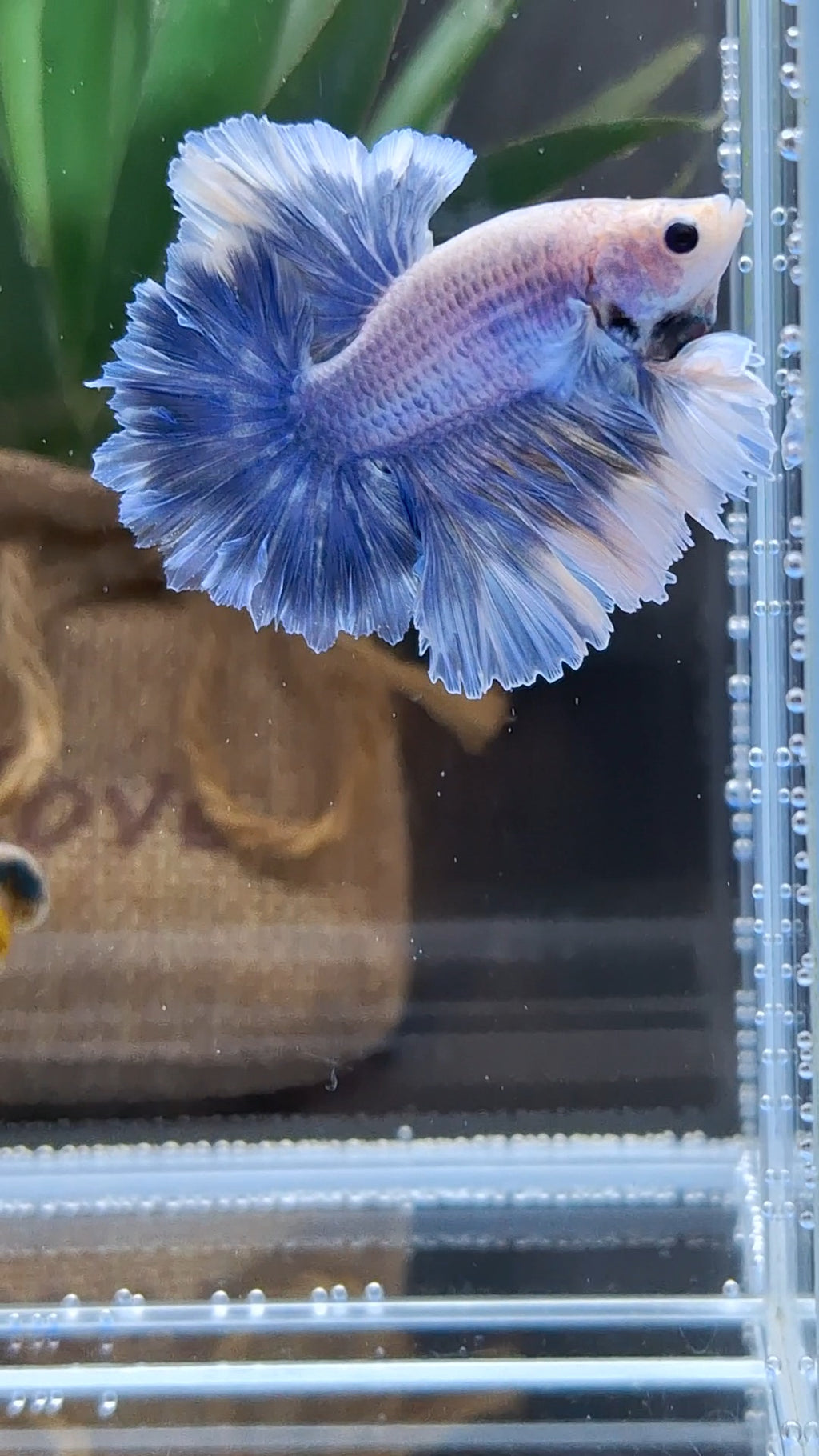 King Feathertail Grizzle Butterfly Betta Fish Male