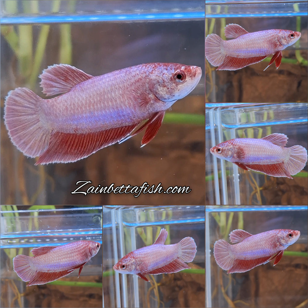 Purple Pink Aurora Plakat HMPK Female Betta Fish For Sorority / Breed