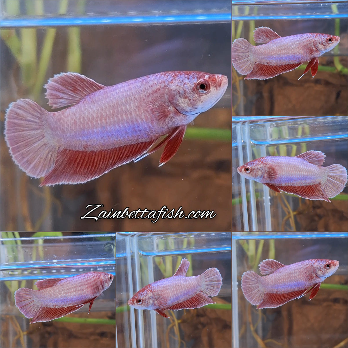 Purple Pink Aurora Plakat HMPK Female Betta Fish For Sorority / Breed