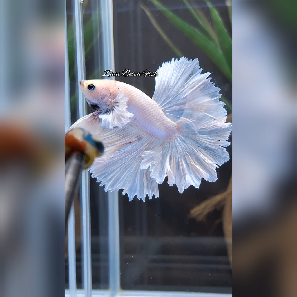 King Feathertail Dumbo Ear White Unicorn Premium Rare Betta Fish Male