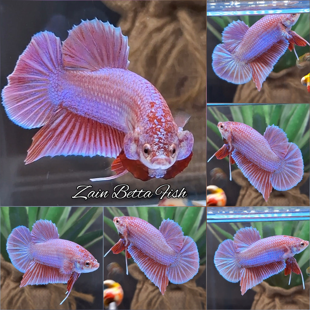 Purple Pink Aurora Rare Plakat HMPK Betta Fish Male