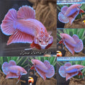Purple Pink Aurora Rare Plakat HMPK Betta Fish Male