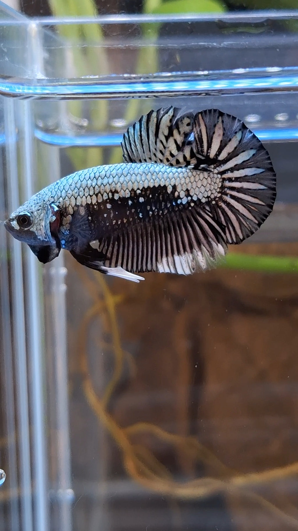 Samurai Plakat HMPK Betta Fish Male