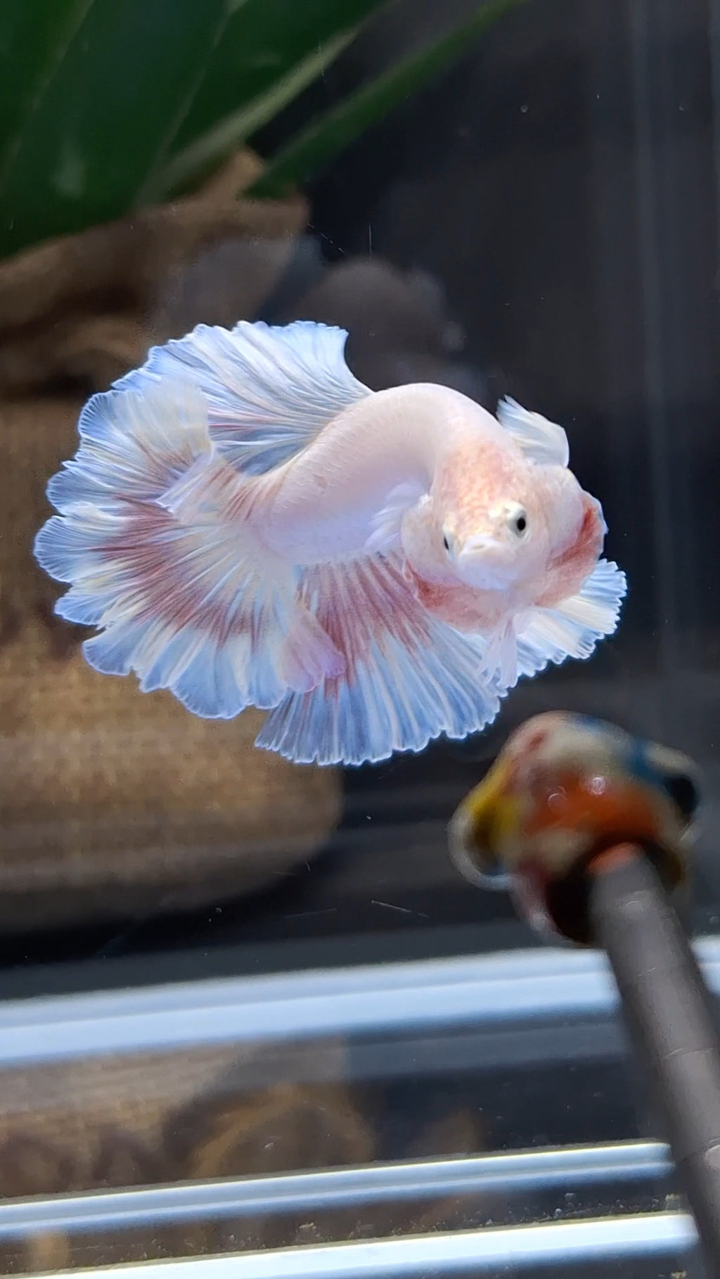 King Feathertail Pink Sweet Color Butterfly Betta Fish Male