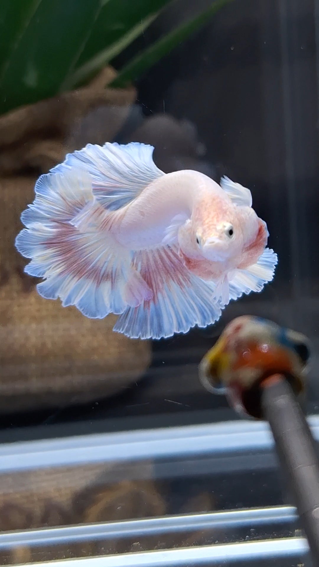 King Feathertail Pink Sweet Color Butterfly Betta Fish Male