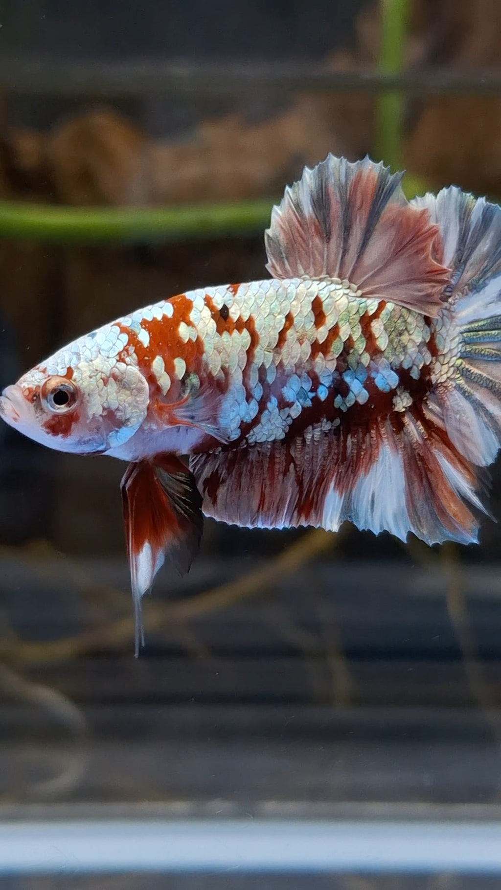 Red Koi Copper Gold Iron Man Plakat HMPK Betta Fish Male