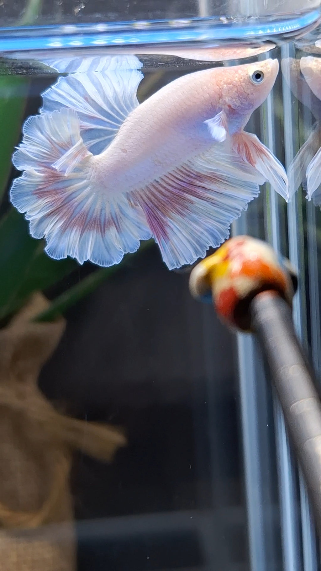 King Feathertail Pink Sweet Color Butterfly Betta Fish Male