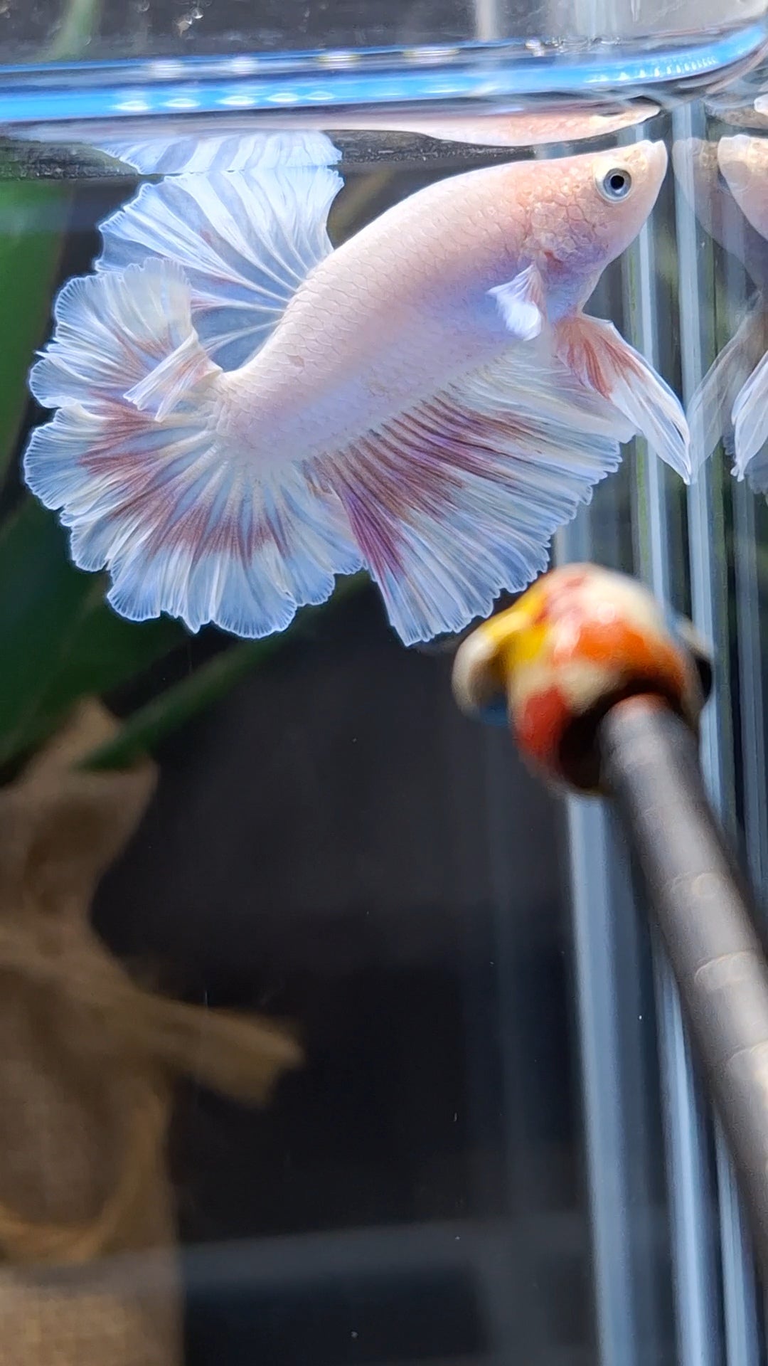 King Feathertail Pink Sweet Color Butterfly Betta Fish Male