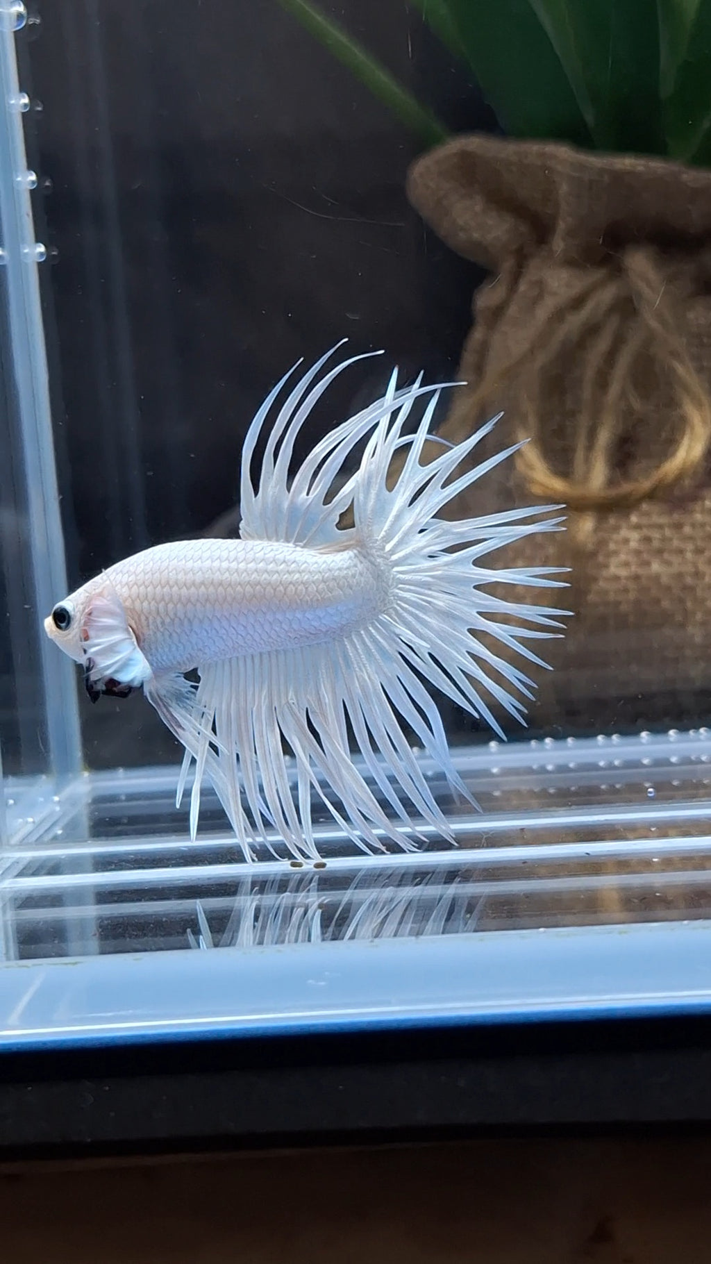 Crowntail White Platinum Betta Fish Male