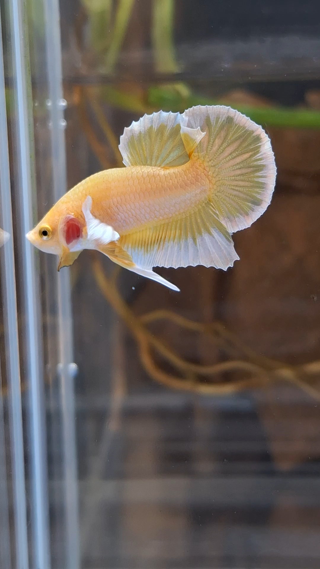 Gold Big Ear Butterfly Plakat Betta Fish Male