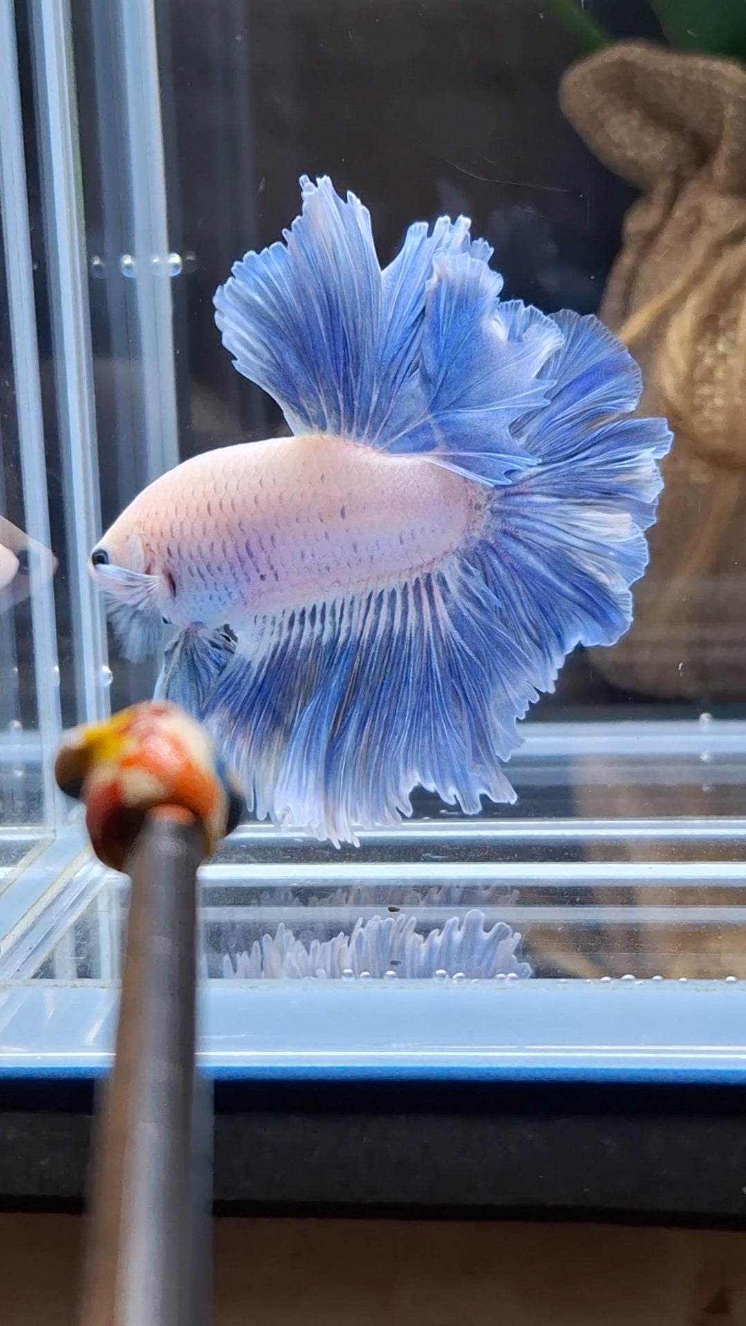 Halfmoon Feathertail Blue Sky Grizzle Betta Fish Male