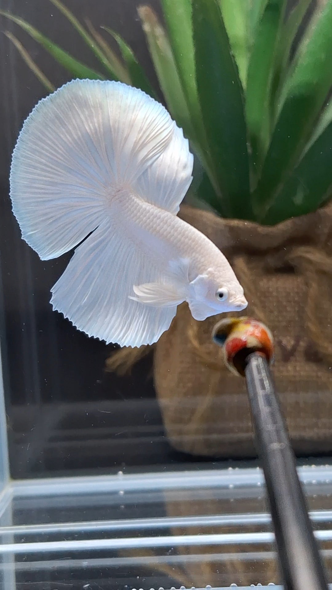 Halfmoon White Platinum Betta Fish Male