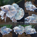 Premium Dumbo Ear Rose Gold Aurora Rare Plakat HMPK Betta Fish Male