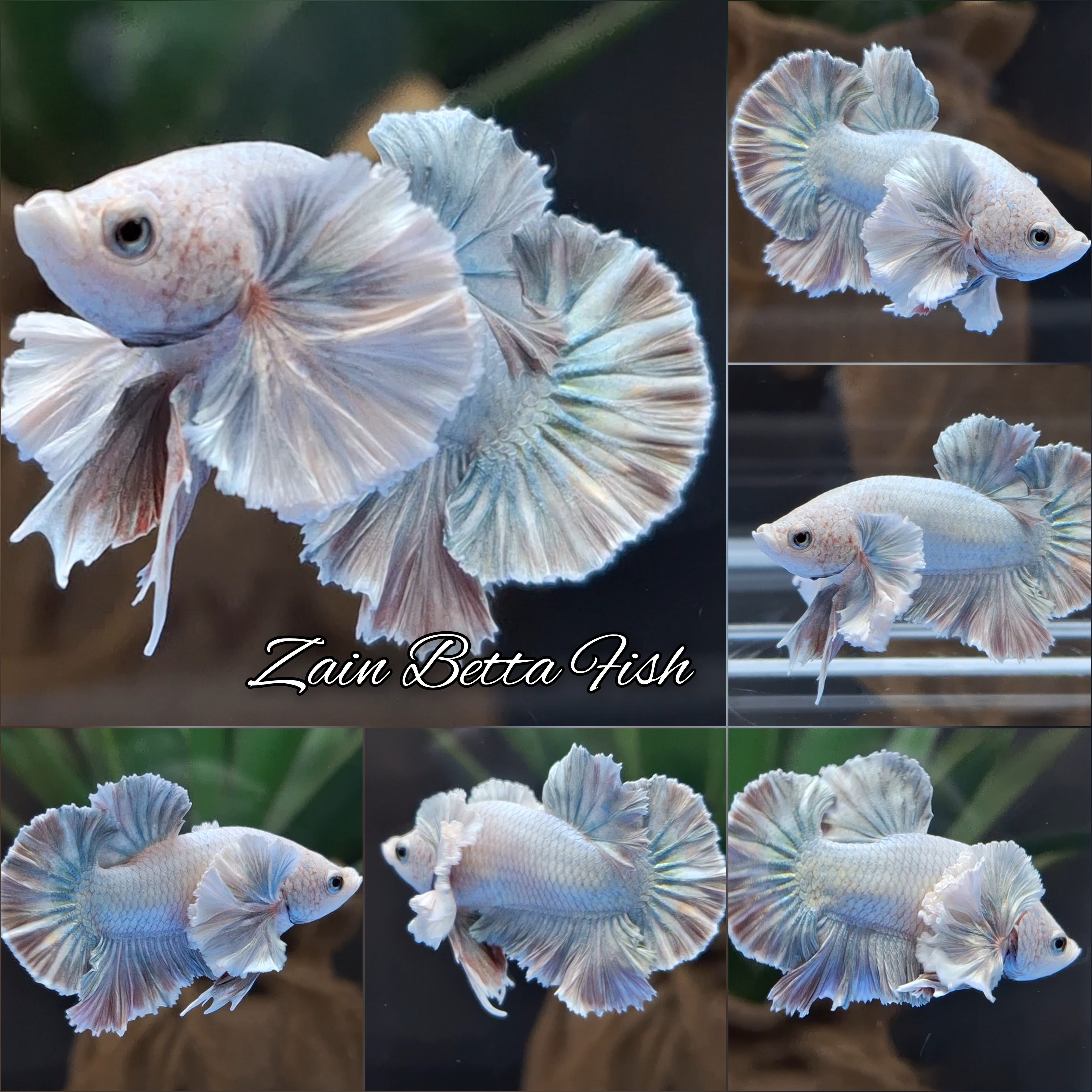 Premium Dumbo Ear Rose Gold Aurora Rare Plakat HMPK Betta Fish Male