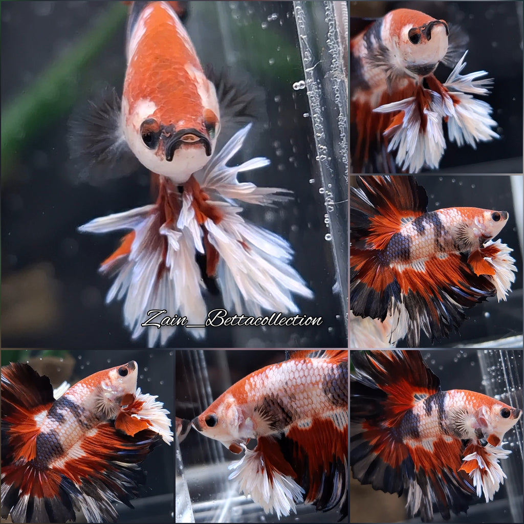 King Rosetail Fancy Super Premium Rare Betta Fish Male