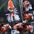 King Rosetail Fancy Super Premium Rare Betta Fish Male
