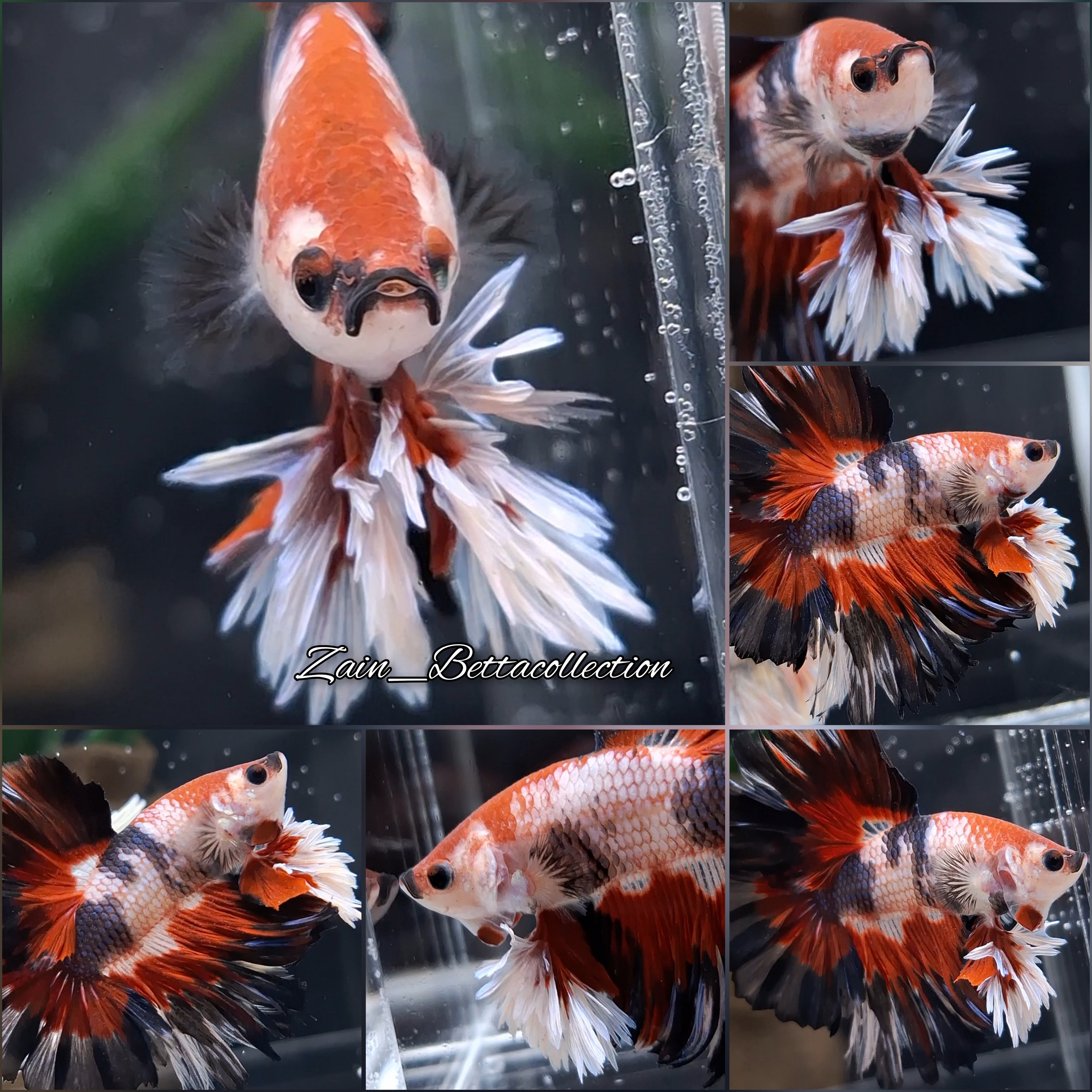 King Rosetail Fancy Super Premium Rare Betta Fish Male
