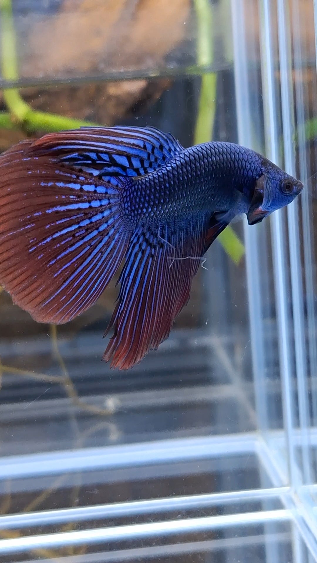 Alien Long Fins Blue Delta Tail Rare Wild Betta Fish Male