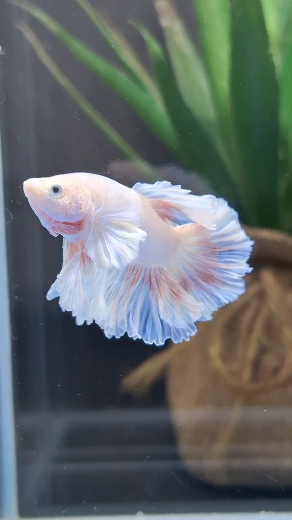 King Feathertail Pink Butterfly Dumbo Ear Junior Rose Ear Betta Fish Male