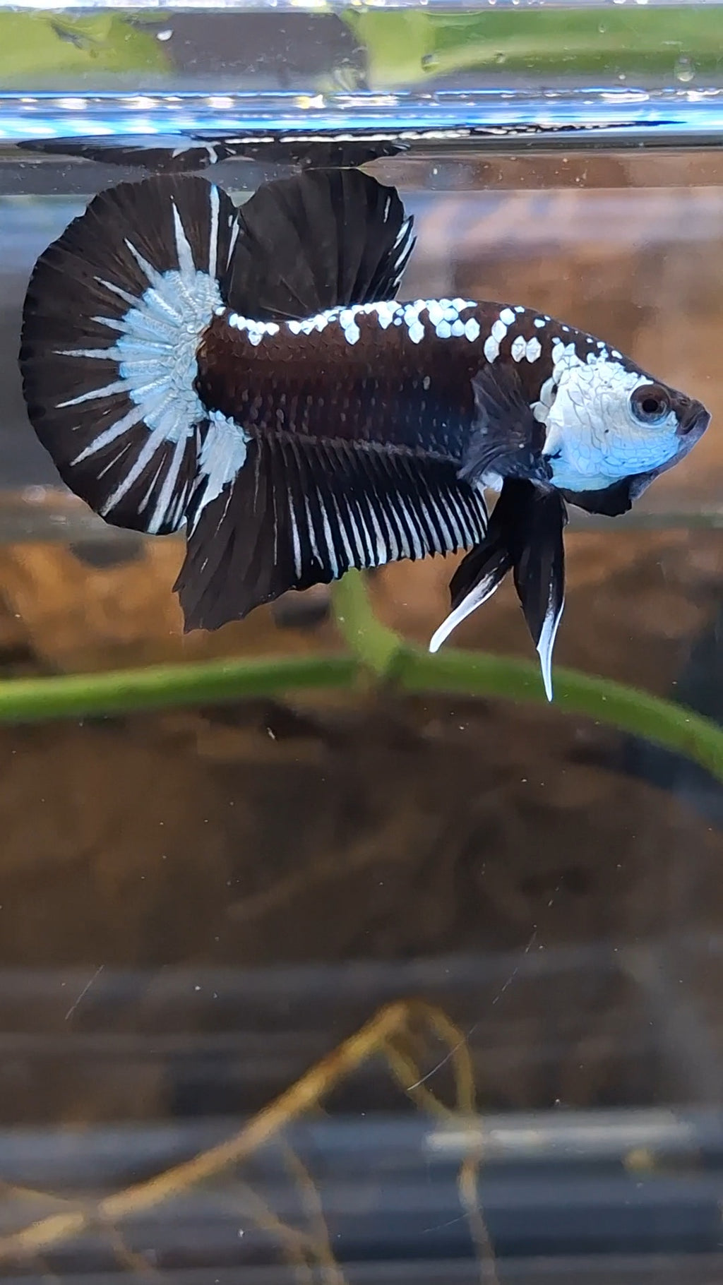 Samurai Black Mamba Snow Plakat HMPK Betta Fish Male